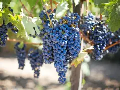 Reife, dunkelblaue Trauben hängen an einem Rebstock. Diese rotwein rebsorten sind bereit für die Ernte.
