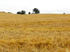 Goldgelbes Gerstenfeld unter bewölktem Himmel. Hier wächst die Basis für einen guten, glutenfreien Whiskey.