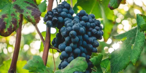 Reife, dunkle Nebbiolo Trauben hängen an der Rebe, umgeben von grünen Blättern und Sonnenlicht.