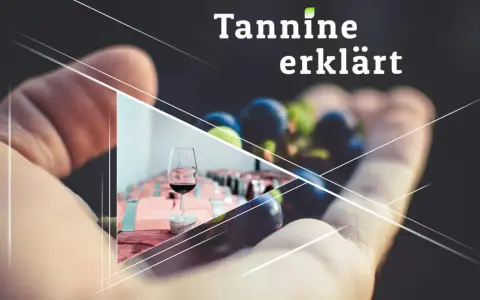 Ein Glas Rotwein und Trauben in einer Hand, daneben Fässer. "Tannine erklärt" – die Essenz des Weins.