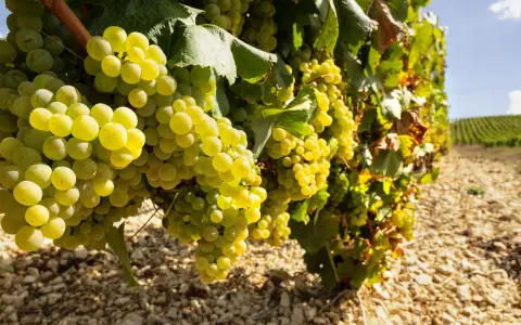 Reife Chardonnay-Trauben hängen an einem Rebstock. Diese Chablis-Rebsorte reift unter der Sonne und verspricht einen köstlichen Wein.