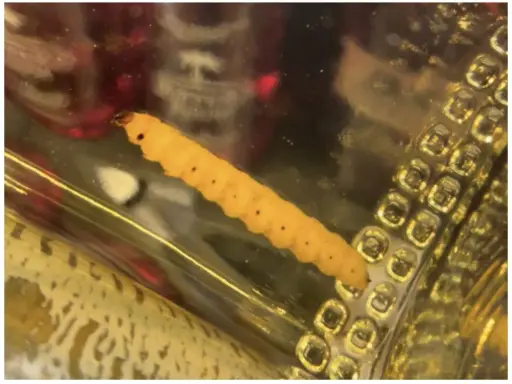 Ein gelber, segmentierter Wurm, der an einen **tequila wurm** erinnert, liegt in einer goldenen Flüssigkeit neben einer strukturierten Oberfläche.