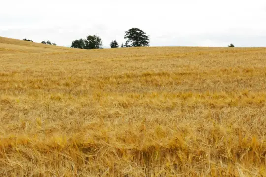 Goldgelbes Gerstenfeld unter bewölktem Himmel. Hier wächst die Basis für einen guten, glutenfreien Whiskey.