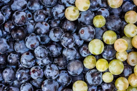 Nahaufnahme von dunklen und hellen Trauben, die an die Herstellung von Wein mit Sulfite erinnern.