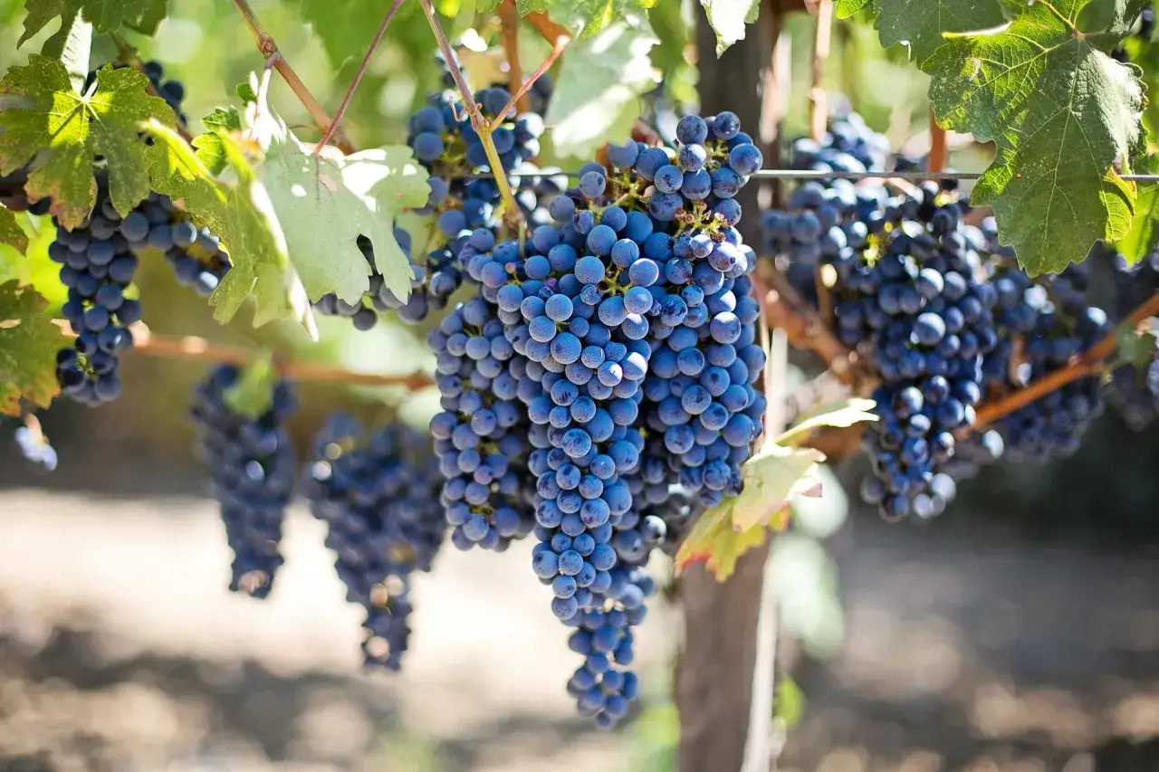 Reife, dunkelblaue Trauben h&auml;ngen an einem Rebstock. Diese rotwein rebsorten sind bereit f&uuml;r die Ernte.