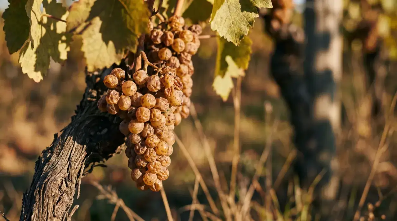 Reife, goldene Trauben hängen an einem alten Rebstock. Diese Furmint-Wein-Trauben sind bereit für die Ernte.