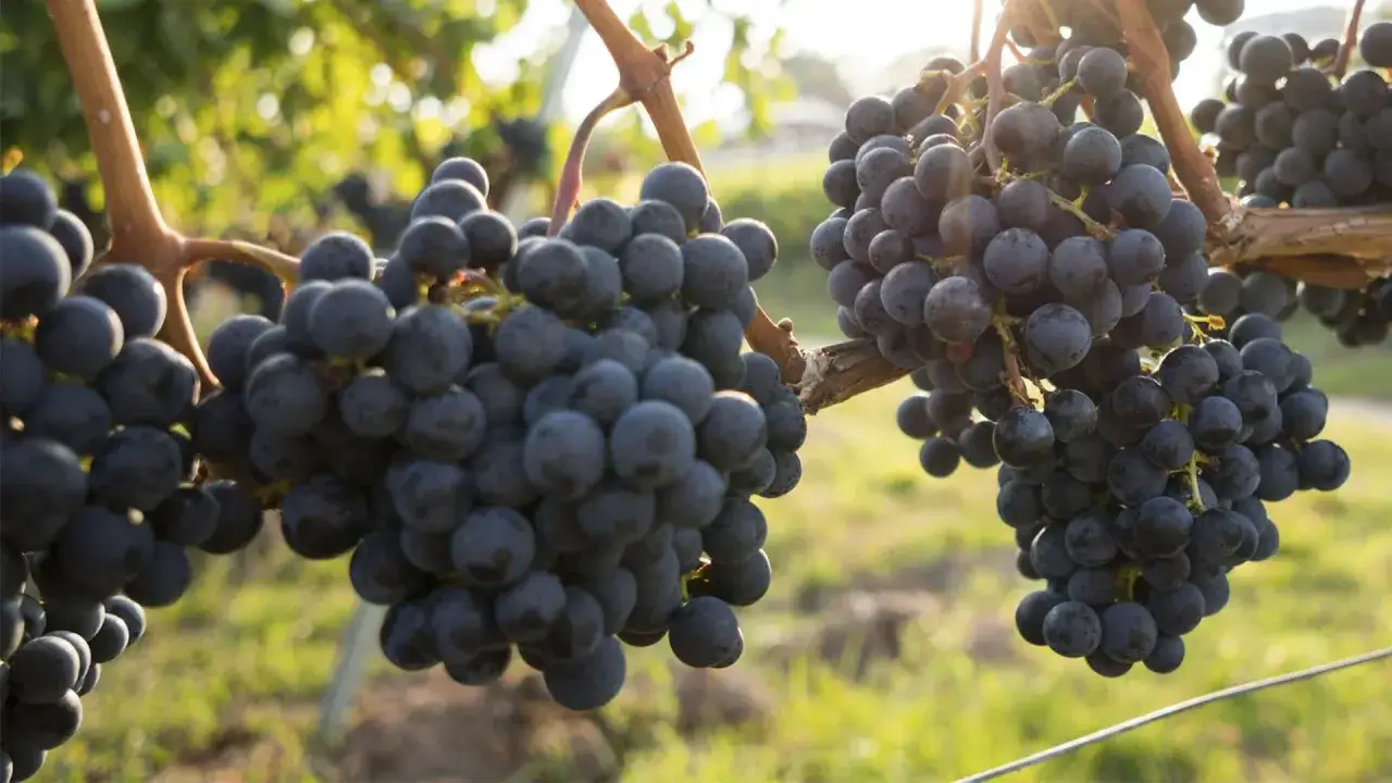 Reife, dunkle Syrah-Trauben hängen an einem sonnenbeschienenen Rebstock.
