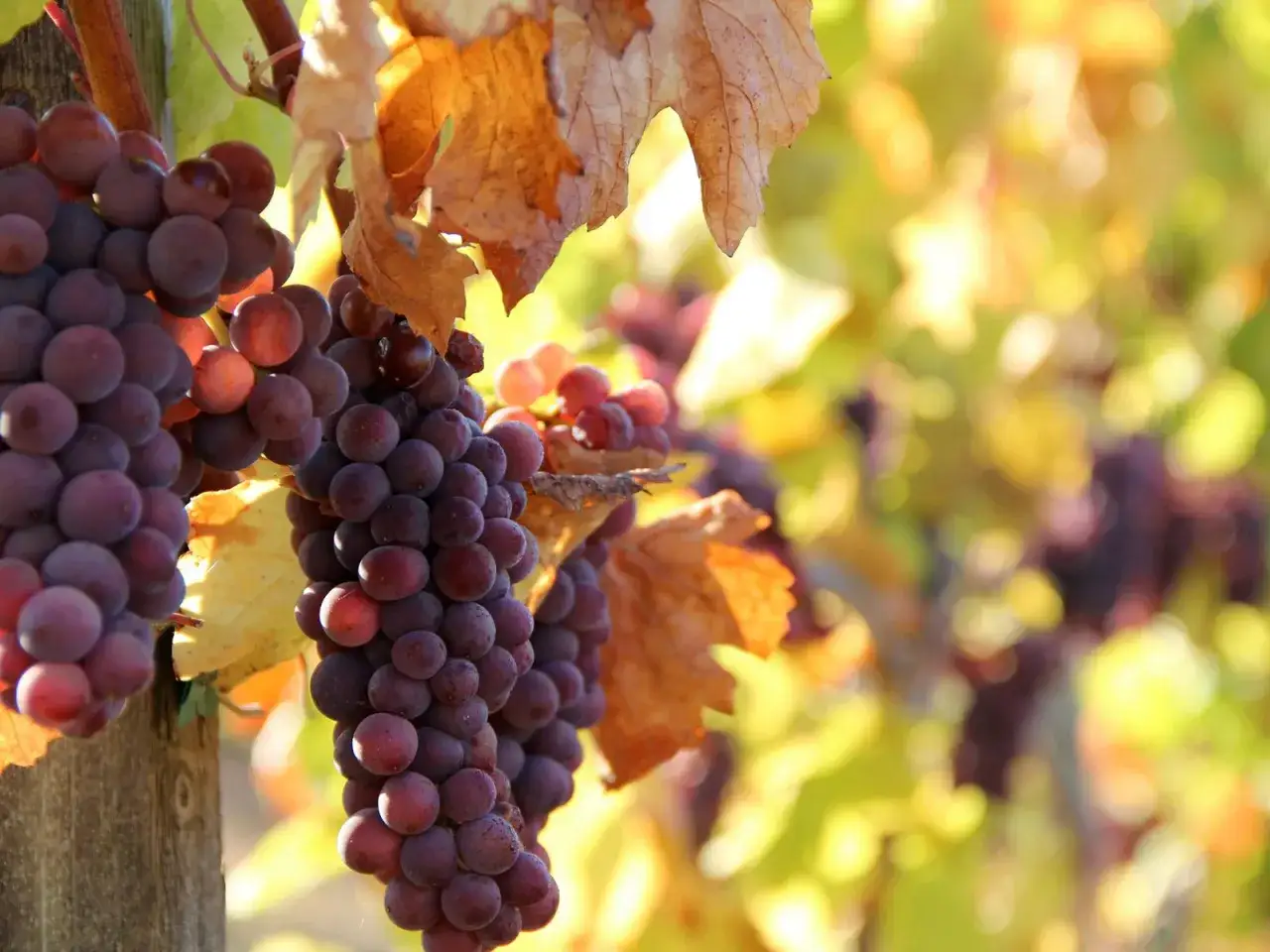Reife Trauben hängen am Rebstock, bereit für die Ernte. Diese Trauben sind ideal für einen frischen Pino Grigio.