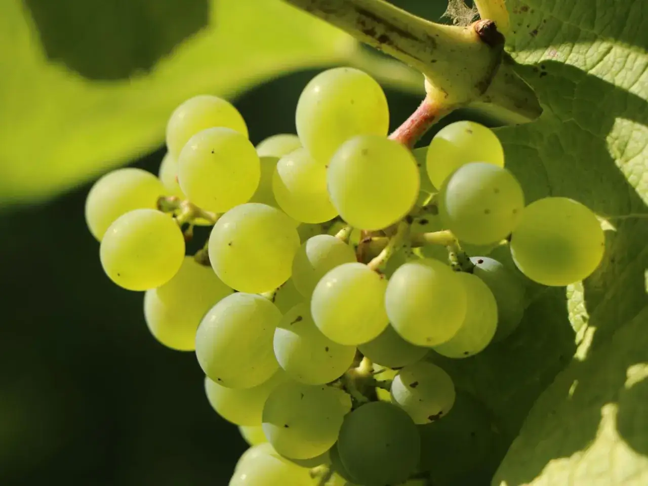 Gr&uuml;ne Trauben, bereit f&uuml;r die Kelterung zu einem aromatischen Muskat Wein.