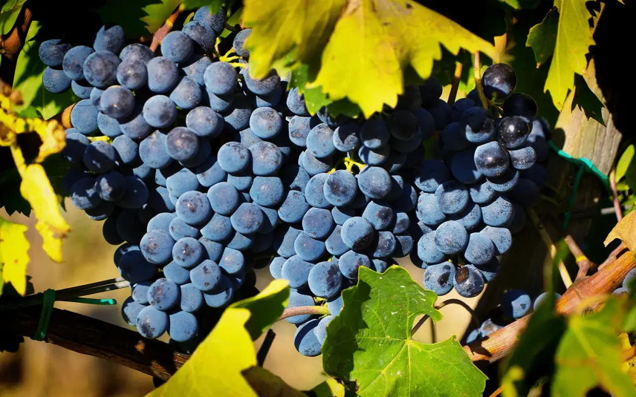 Reife Trauben der Chianti Rebsorte hängen an einem sonnenbeschienenen Rebstock.